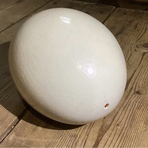 Ostrich Eggshell for Decor or Crafts